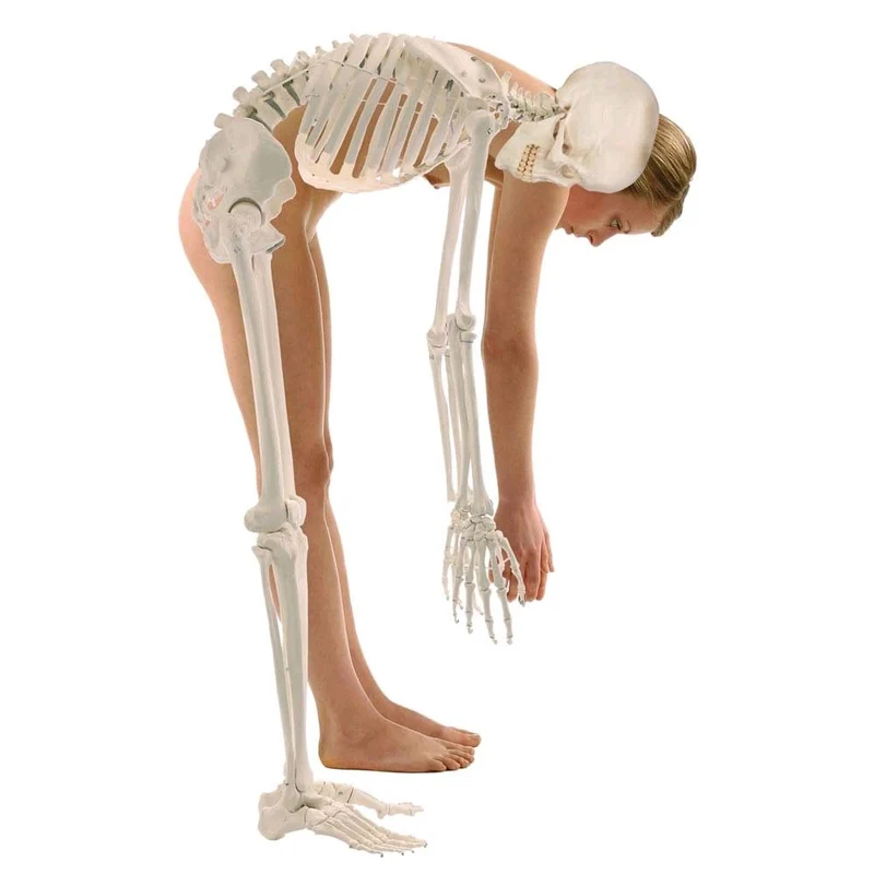 Erler Zimmer Ganzkörper Skelett anatomisch 1,76cm, alle Ausführungen