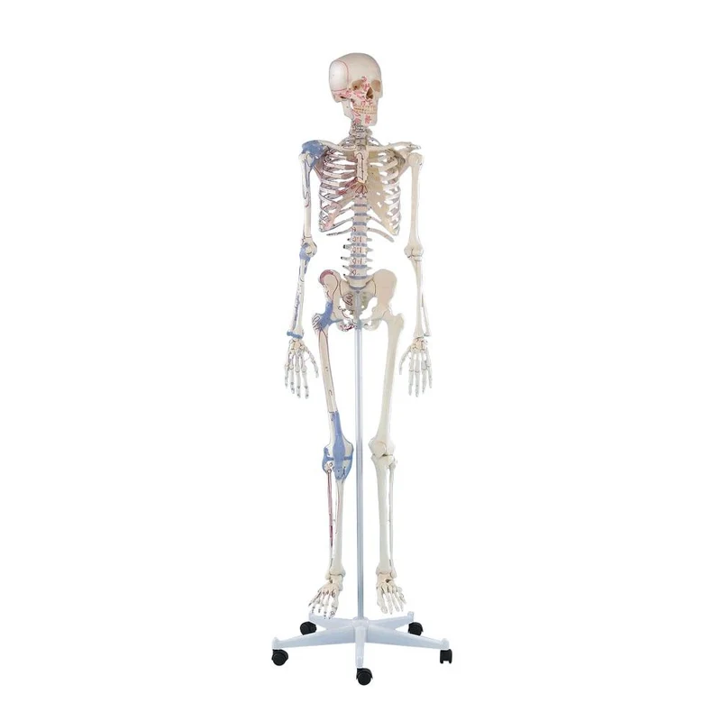 Erler Zimmer Ganzkörper Skelett anatomisch 1,76cm, alle Ausführungen