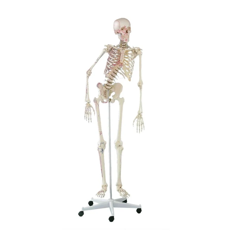 Erler Zimmer Ganzkörper Skelett anatomisch 1,76cm, alle Ausführungen