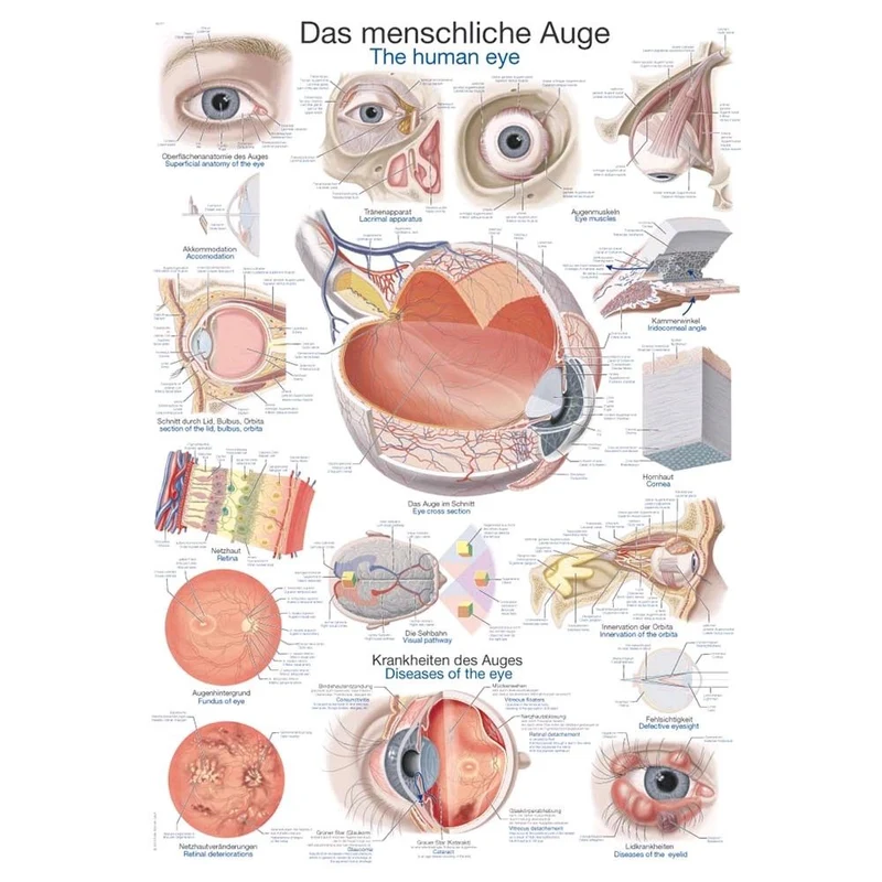 Erler Zimmer „Das menschliche Auge“ anatomische Lehrtafel, Größenwahl