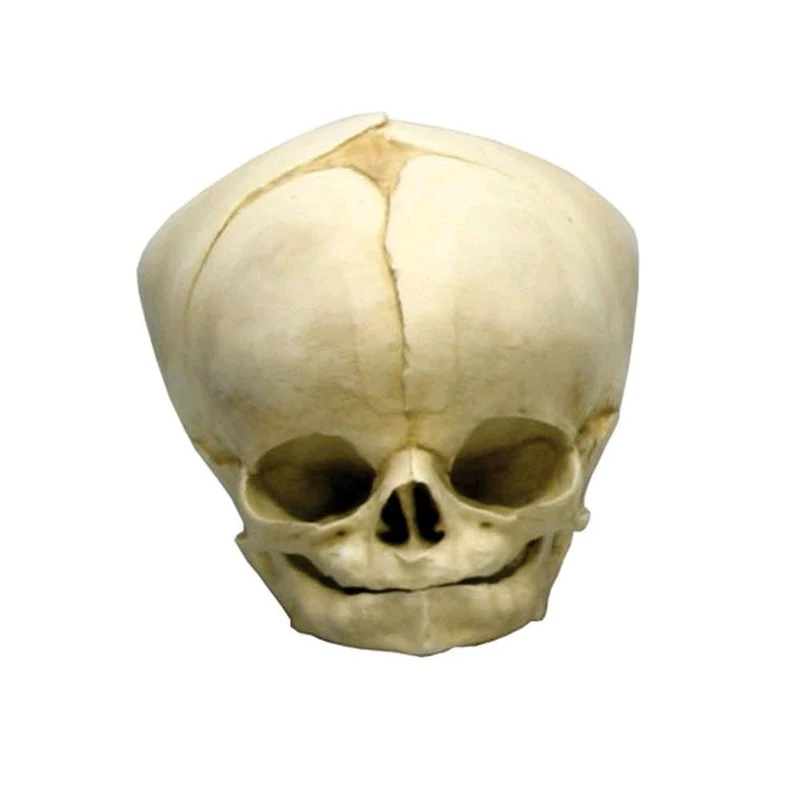 Erler Zimmer Fetusschädel Anatomie Modell, versch. Entwicklungs-Wochen