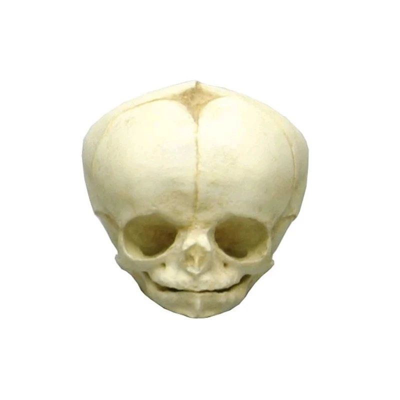 Erler Zimmer Fetusschädel Anatomie Modell, versch. Entwicklungs-Wochen
