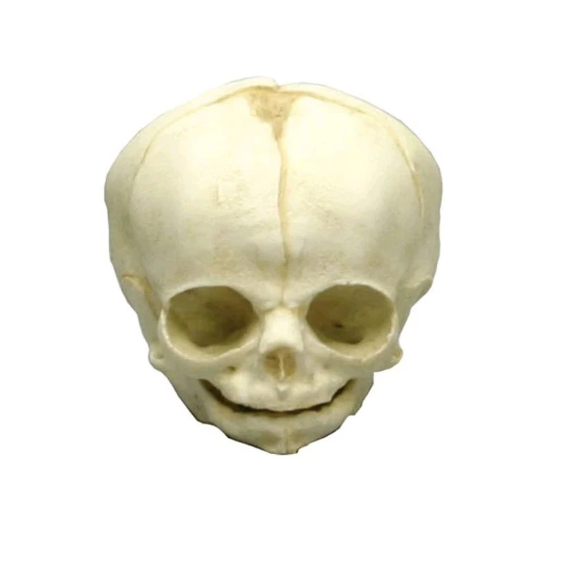 Erler Zimmer Fetusschädel Anatomie Modell, versch. Entwicklungs-Wochen