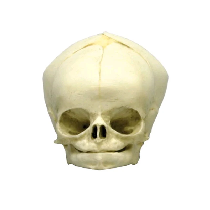 Erler Zimmer Fetusschädel Anatomie Modell, versch. Entwicklungs-Wochen