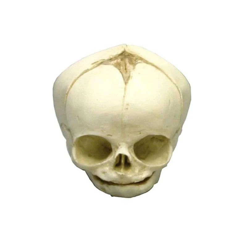 Erler Zimmer Fetusschädel Anatomie Modell, versch. Entwicklungs-Wochen