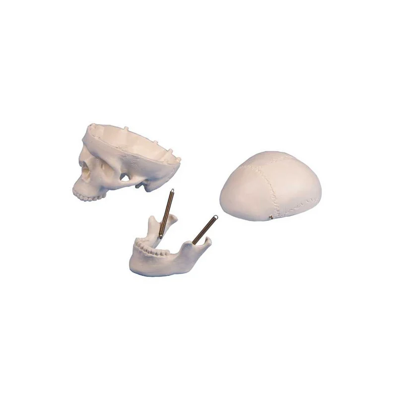 Erler Zimmer Miniatur-Schädel, 3-teilig, diverse Ausführungen