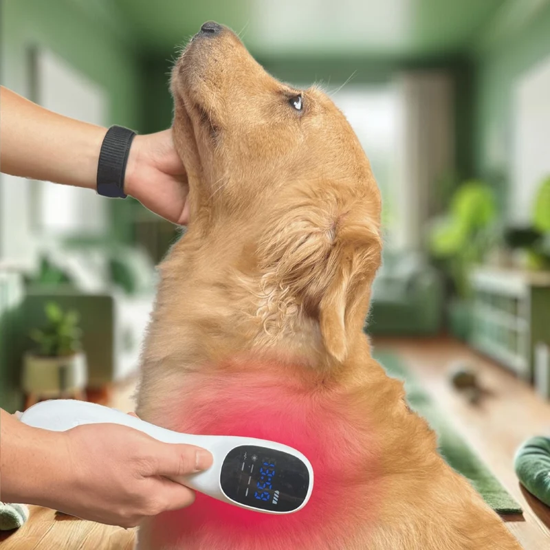 Kaltlasertherapiegerät für Hunde und Katzen
