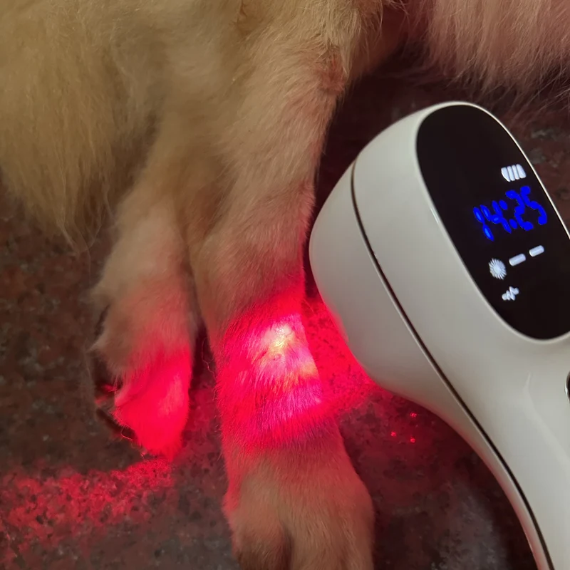 Kaltlasertherapiegerät für Hunde und Katzen