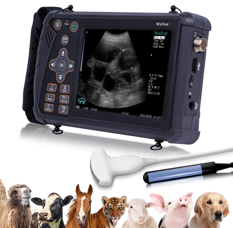 Tragbarer Veterinär-Ultraschall