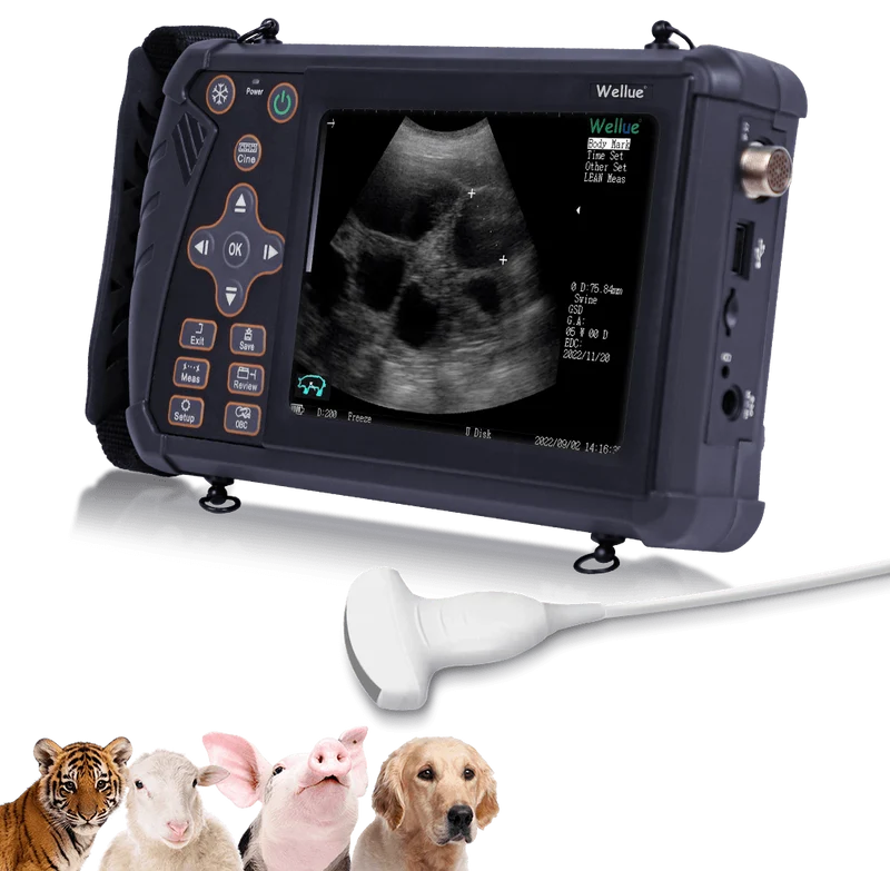 Tragbarer Veterinär-Ultraschall