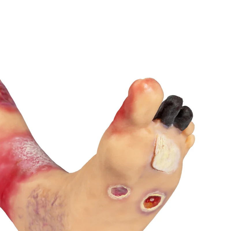 Lena Leg Anatomisches Beinmodell