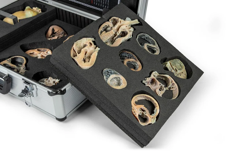 Hunde Echokardiographie Kit