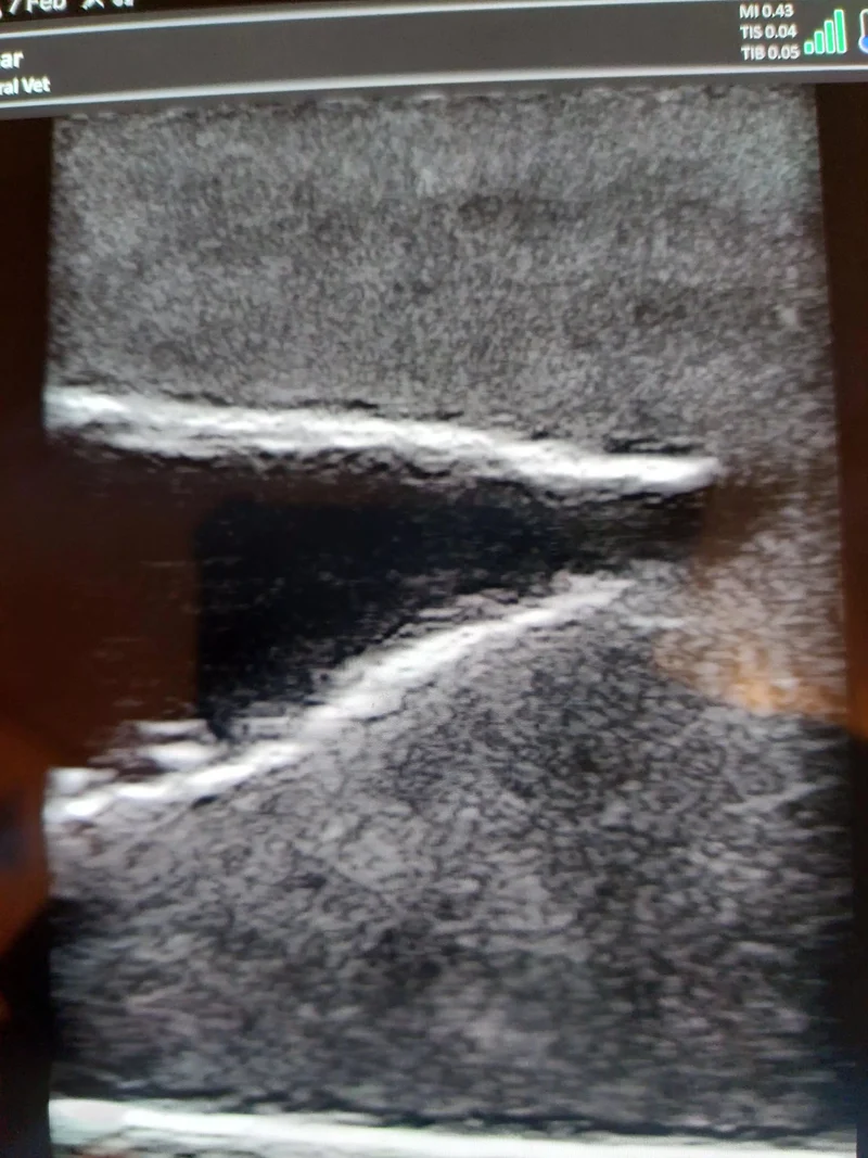 Ultraschalltrainer Hundeblase