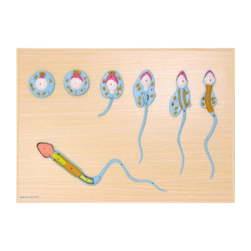 Modell der Spermiogenese