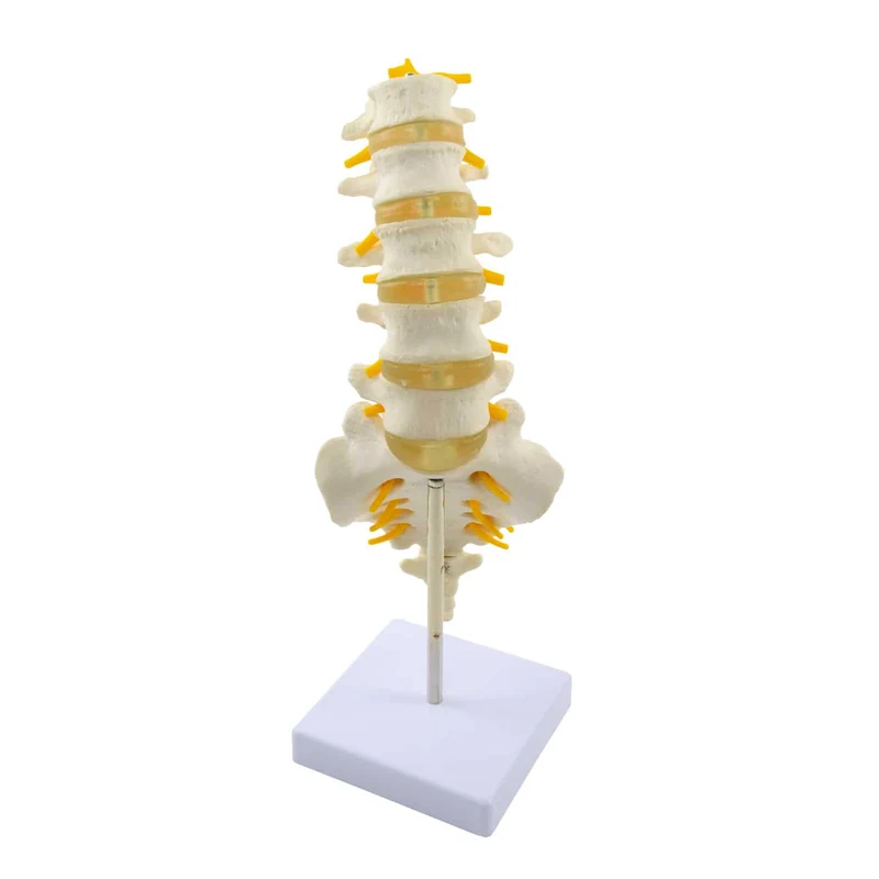 Modell der Lendenwirbelsäule