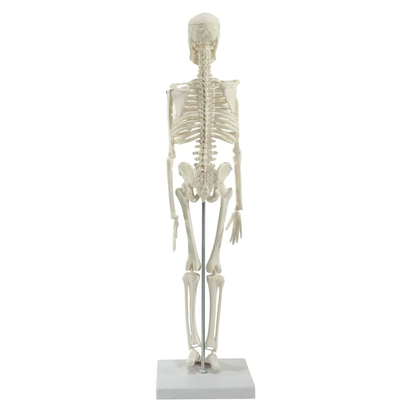 Mini-Skelett