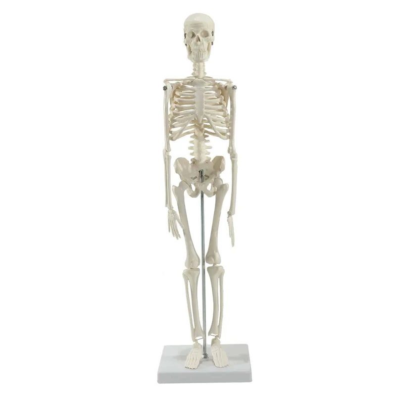 Mini-Skelett