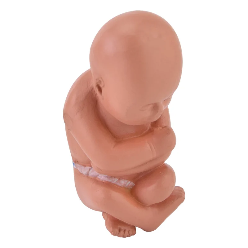 Miniatur-Schwangerschaftsmodell