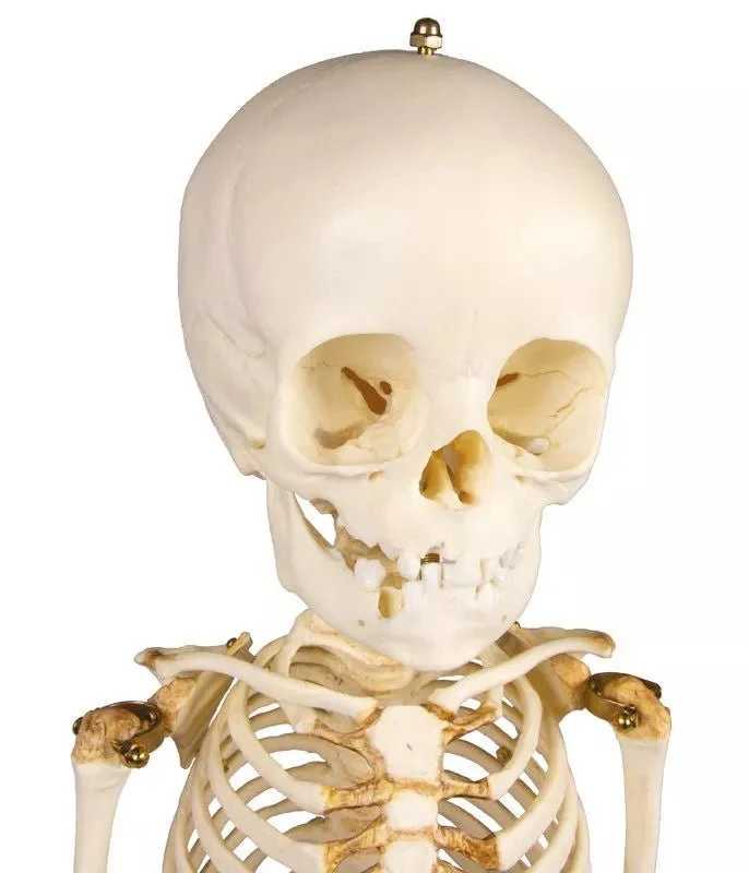 Anatomisches Kinderskelett (14–16 Monate) – Pädiatrisches Entwicklungsmodell auf Stativ