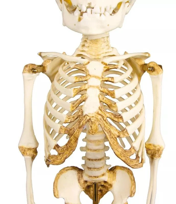 Anatomisches Kinderskelett (14–16 Monate) – Pädiatrisches Entwicklungsmodell auf Stativ