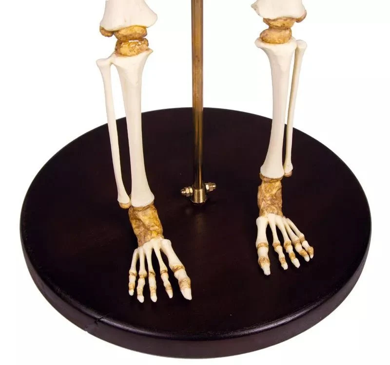 Anatomisches Kinderskelett (14–16 Monate) – Pädiatrisches Entwicklungsmodell auf Stativ