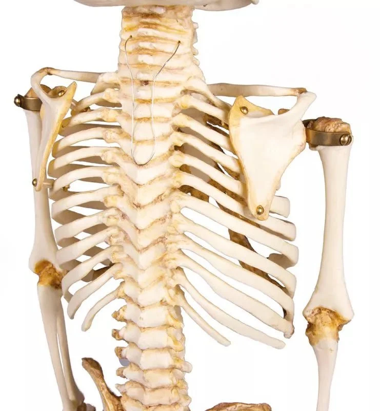 Anatomisches Kinderskelett (14–16 Monate) – Pädiatrisches Entwicklungsmodell auf Stativ