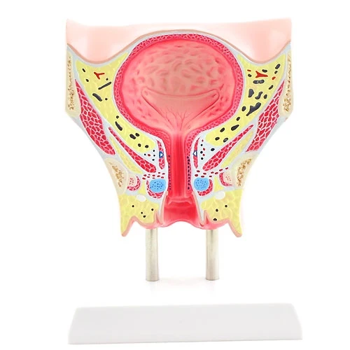 Anatomisches Modell der weiblichen Blase