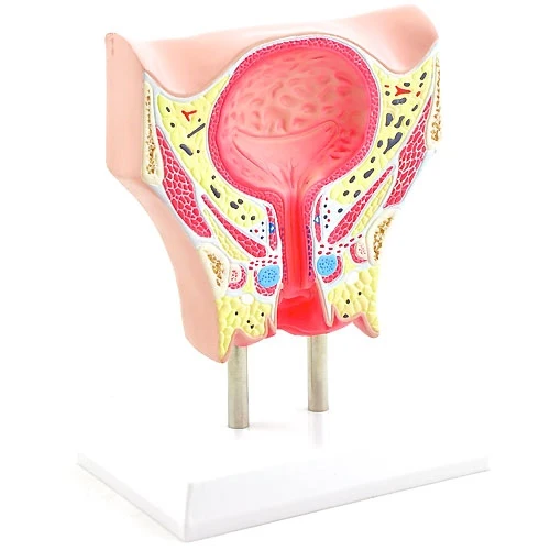 Anatomisches Modell der weiblichen Blase