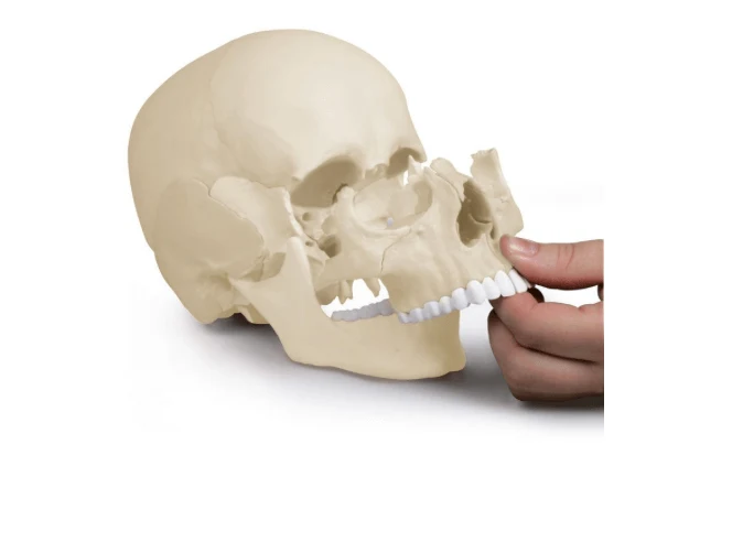 Osteopathie-Schädelmodell 22-teilig