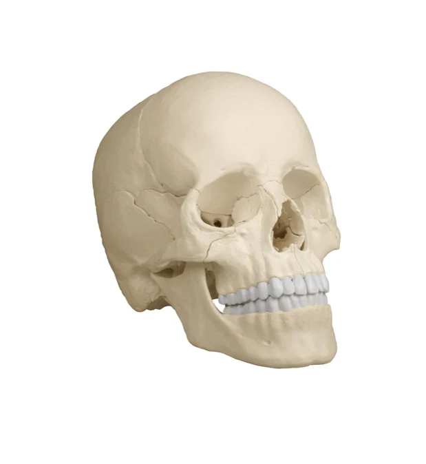 Osteopathie-Schädelmodell 22-teilig