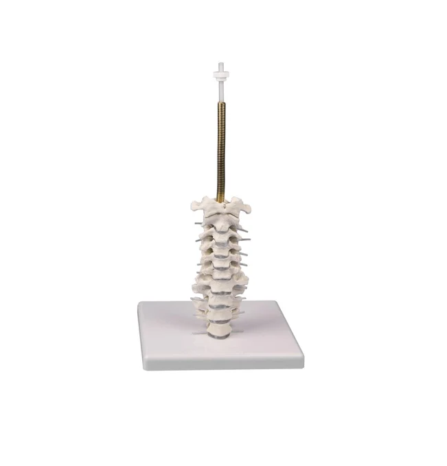 Schädelmodell 3-teilig mit flexibler Halswirbelsäule