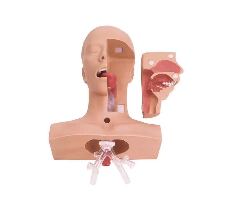Übungsmodell Absaugtechniken