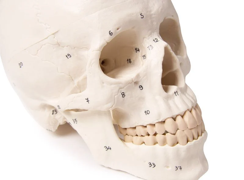 Anatomisches Schädelmodell mit Nummerierung (3-teilig) – Idealisiertes Präzisionsmodell mit Nomenklatur