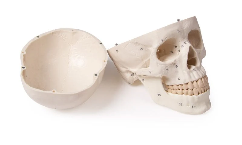 Anatomisches Schädelmodell mit Nummerierung (3-teilig) – Idealisiertes Präzisionsmodell mit Nomenklatur
