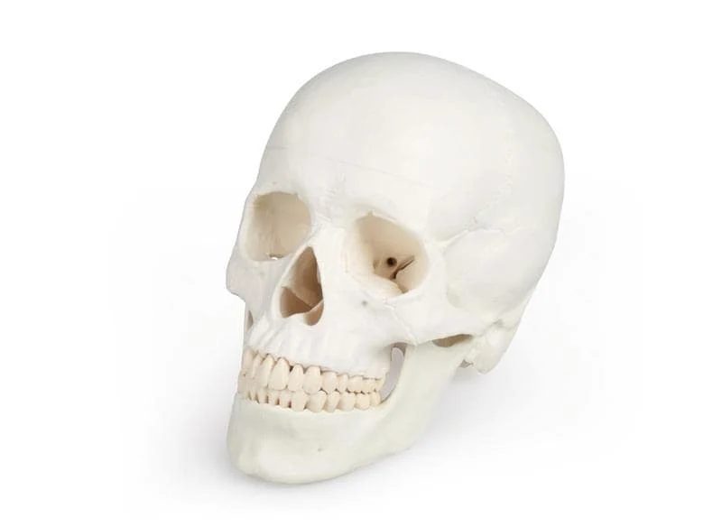 Anatomisches Schädelmodell 3-teilig | Magnetische Fixierung