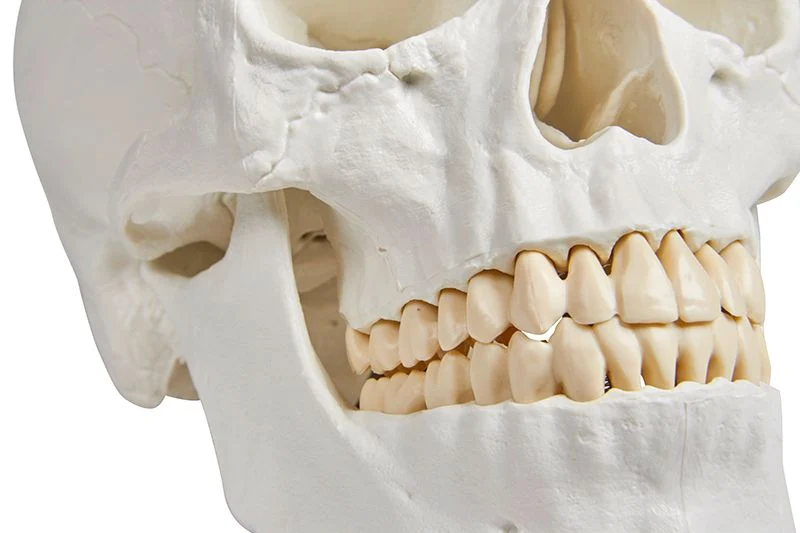 Anatomisches Schädelmodell 3-teilig | Magnetische Fixierung