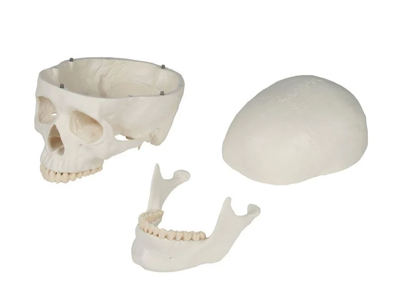 Anatomisches Schädelmodell 3-teilig | Magnetische Fixierung