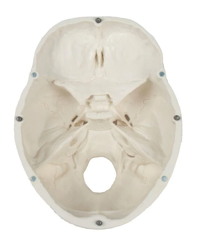 Anatomisches Schädelmodell 3-teilig | Magnetische Fixierung