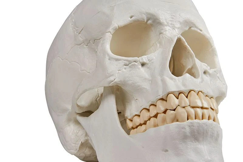 Anatomisches Schädelmodell 3-teilig | Magnetische Fixierung