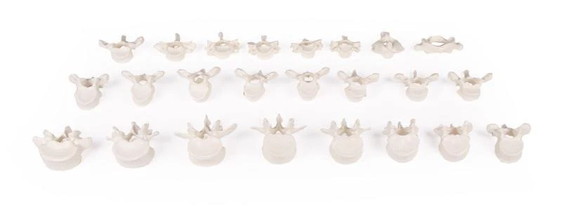 Wirbelsäule lose auf Gummi aufgesteckt – 24 Wirbel