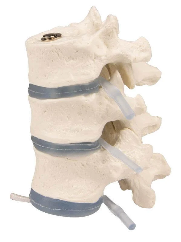 Anatomisches Brustwirbel-Demonstrationsmodell – 3 Brustwirbel mit elastischen Bandscheiben