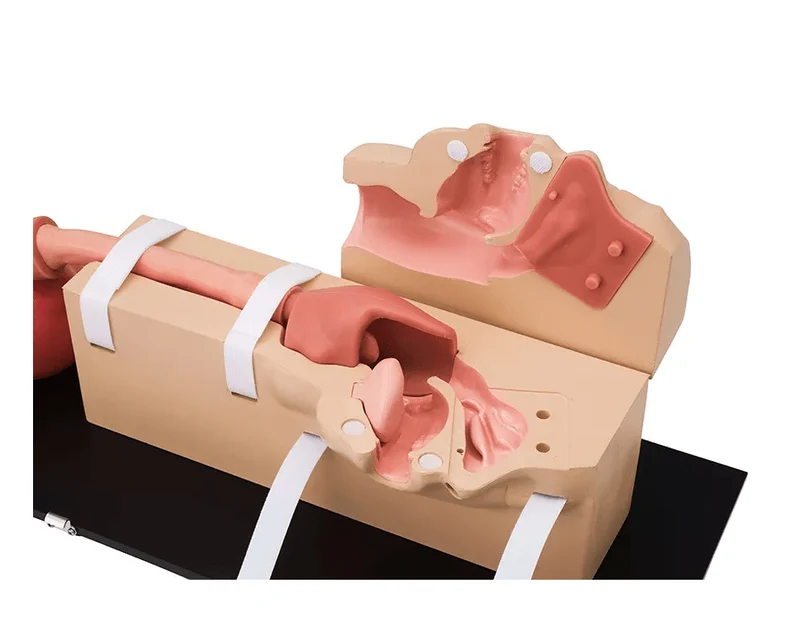 OGD-(Oesophago-Gastro-Duodenoskopie-)Simulator