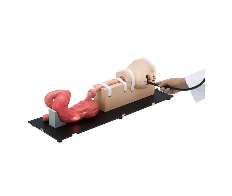 OGD-(Oesophago-Gastro-Duodenoskopie-)Simulator