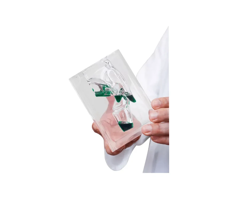 Transparentes Laryngopharynx Modell
