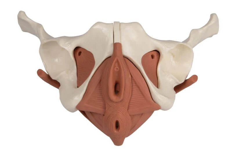 Weibliches Beckenbodenmodell – 12-teilig magnetisch zerlegbar