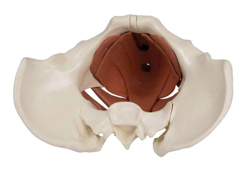 Weibliches Beckenbodenmodell – 12-teilig magnetisch zerlegbar