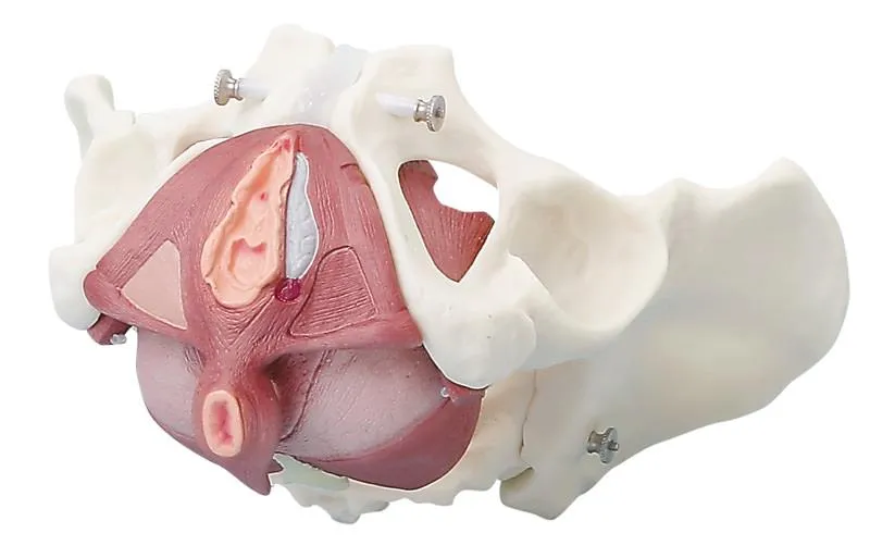 Anatomisches Weibliches Beckenmodell mit Beckenbodenmuskulatur – 4-teilig zerlegbar & flexibel