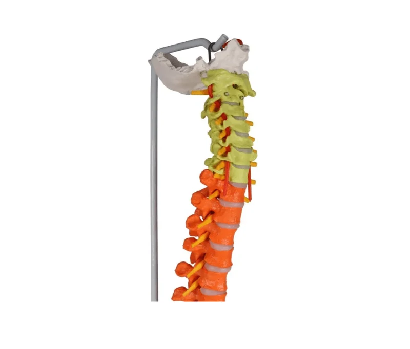Flexible Wirbelsäule, didaktisch