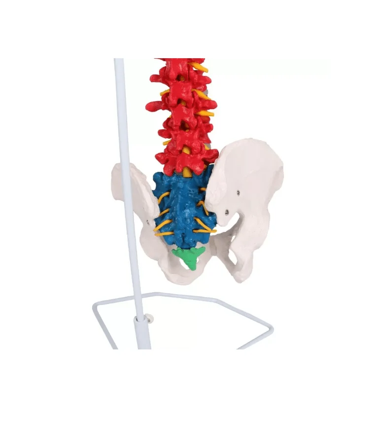 Flexible Wirbelsäule, didaktisch