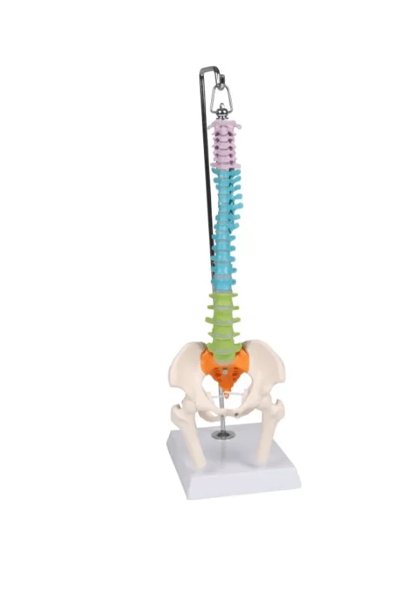 Flexible Miniaturwirbelsäule, didaktisch